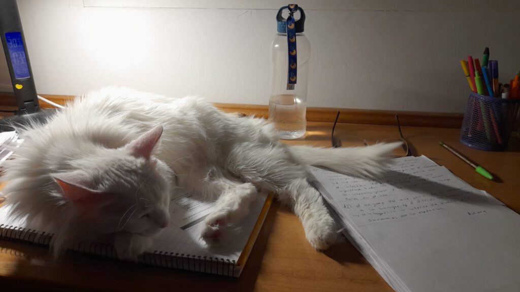 Una gata blanca duerme sobre una pila de folios y cuadernos encima de un escritorio.